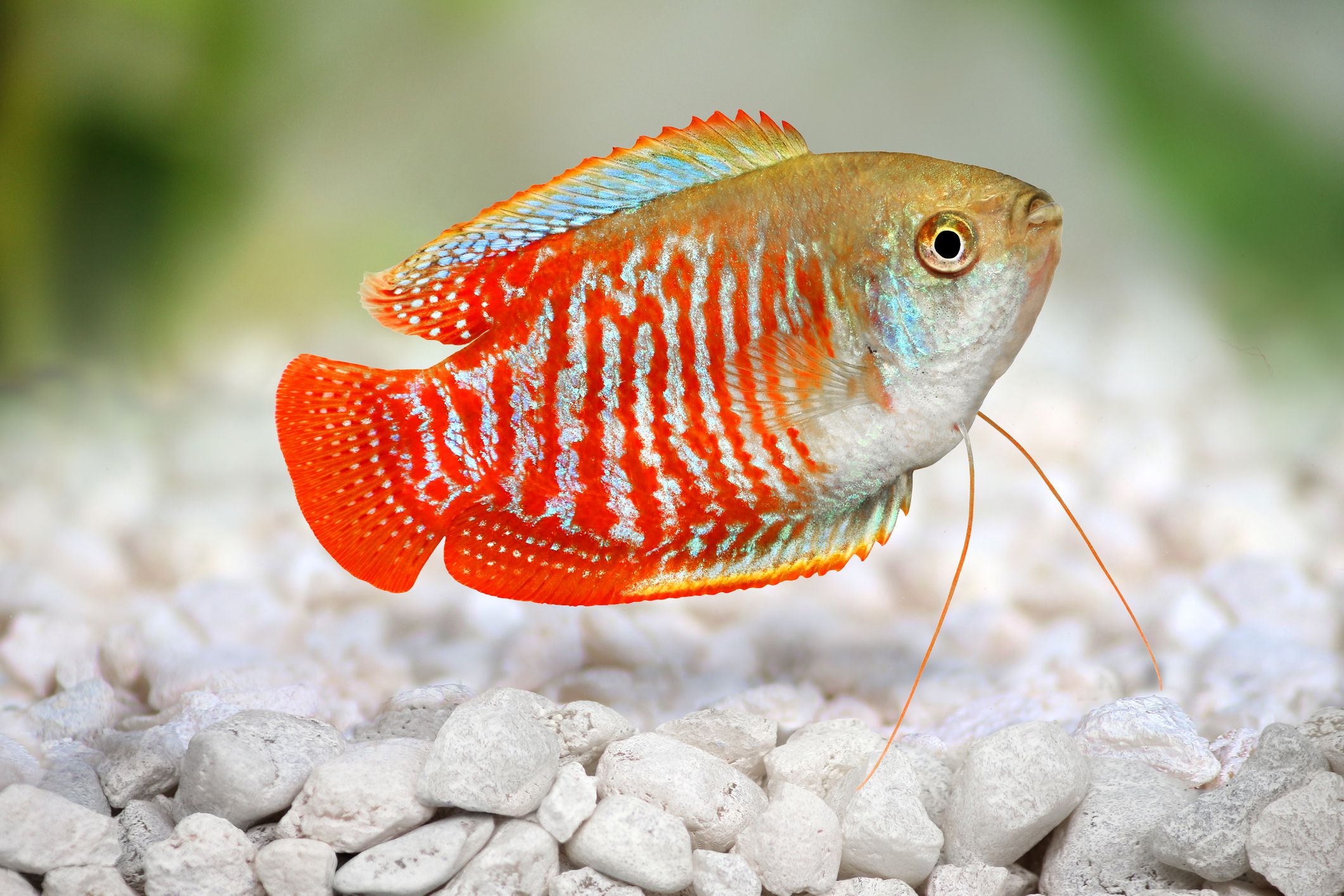 Freshwater Fish